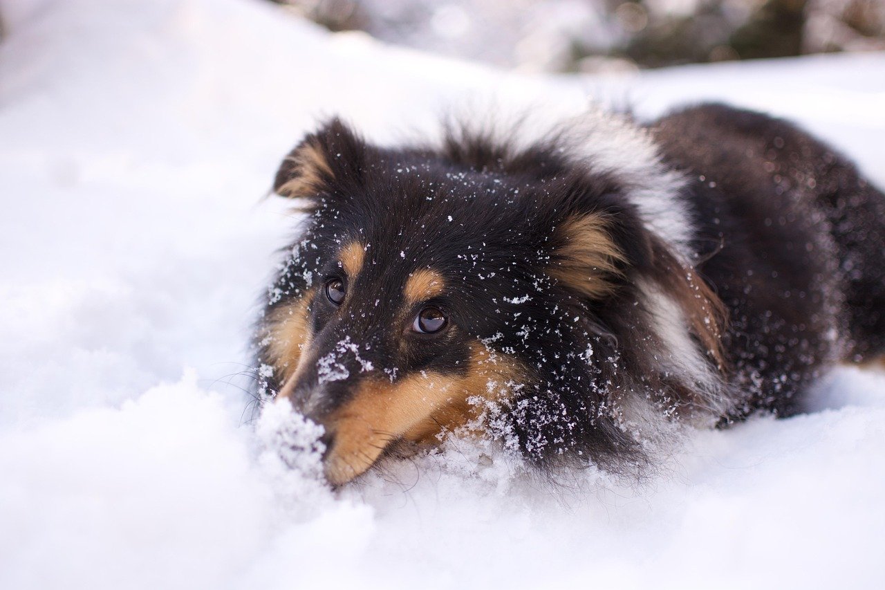cute long haired border collie dog in the snow